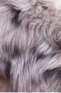 dog fur 0002